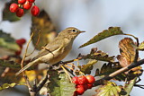 Image. Common Chiffchaff