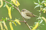 Image. Common Chiffchaff
