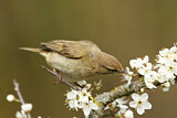 Image. Common Chiffchaff