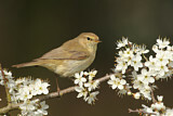 Image. Common Chiffchaff