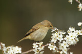 Image. Common Chiffchaff