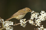 Image. Common Chiffchaff