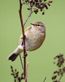 Image. Common Chiffchaff