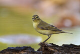 Image. Common Chiffchaff