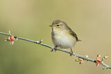 Image. Common Chiffchaff