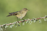 Image. Common Chiffchaff