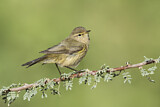 Image. Common Chiffchaff