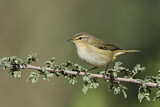 Image. Common Chiffchaff