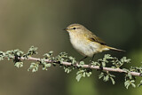 Image. Common Chiffchaff