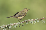 Image. Common Chiffchaff