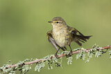 Image. Common Chiffchaff