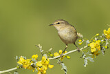 Image. Common Chiffchaff