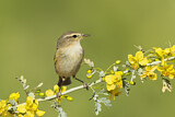 Image. Common Chiffchaff