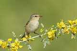 Image. Common Chiffchaff