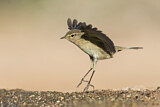 Image. Common Chiffchaff