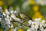 Image. Common Chiffchaff