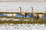 Image. Common Crane