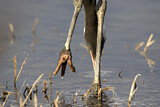 Image. Common Crane
