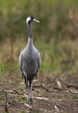 Image. Common Crane