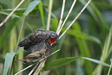 Image. Common Cuckoo & Eurasian Reed Warbler