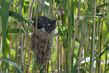 Image. Common Cuckoo & Eurasian Reed Warbler