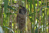 Image. Common Cuckoo & Eurasian Reed Warbler