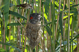 Image. Common Cuckoo & Eurasian Reed Warbler