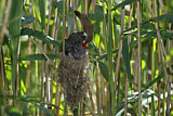 Image. Common Cuckoo & Eurasian Reed Warbler