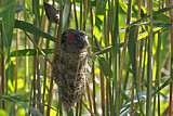 Image. Common Cuckoo & Eurasian Reed Warbler