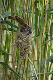 Image. Common Cuckoo & Eurasian Reed Warbler