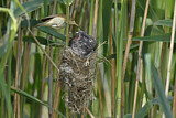 Image. Common Cuckoo & Eurasian Reed Warbler