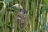 Image. Common Cuckoo & Eurasian Reed Warbler