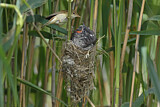 Image. Common Cuckoo & Eurasian Reed Warbler