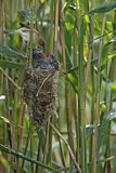 Image. Common Cuckoo & Eurasian Reed Warbler