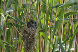 Image. Common Cuckoo & Eurasian Reed Warbler
