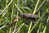 Image. Common Cuckoo & Eurasian Reed Warbler