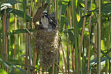 Image. Common Cuckoo & Eurasian Reed Warbler