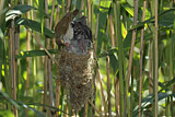 Image. Common Cuckoo & Eurasian Reed Warbler