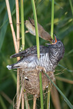 Image. Common Cuckoo & Eurasian Reed Warbler