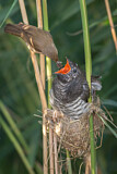 Image. Common Cuckoo & Eurasian Reed Warbler