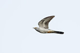 Image. Common Cuckoo