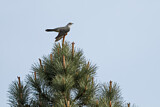 Image. Common Cuckoo