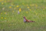 Image. Common Cuckoo