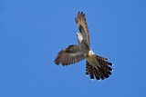 Image. Common Cuckoo