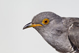 Image. Common Cuckoo