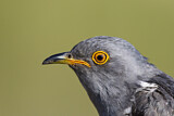 Image. Common Cuckoo