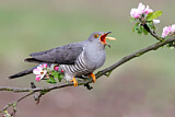 Image. Common Cuckoo