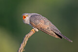 Image. Common Cuckoo