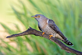 Image. Common Cuckoo
