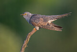 Image. Common Cuckoo